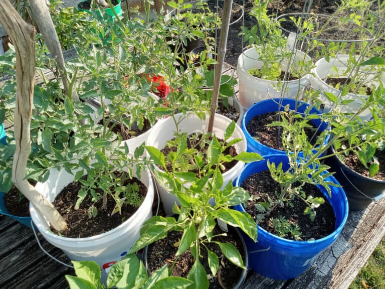 Grow Fresh Veggies in Buckets 5-gallon buckets are the perfect low-cost way to start container gardening.