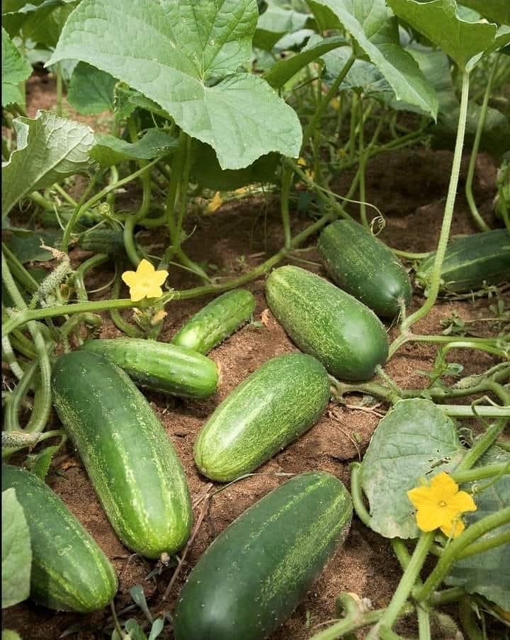  Growing Cucumbers for Pickling